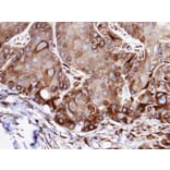 Immunohistochemistry - VPS16 antibody from Signalway Antibody (22032) - Antibodies.com