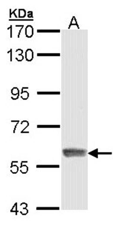 Sample (30 µg of whole cell lysate)  293T 7.5% SDS PAGE Primary antibody diluted at 1: 5000