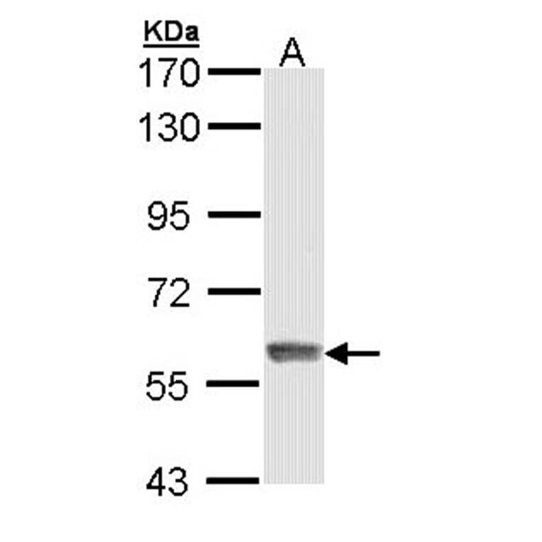 IFIT3 antibody from Signalway Antibody (22040) - Antibodies.com