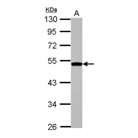 DGAT2 antibody from Signalway Antibody (22070) - Antibodies.com