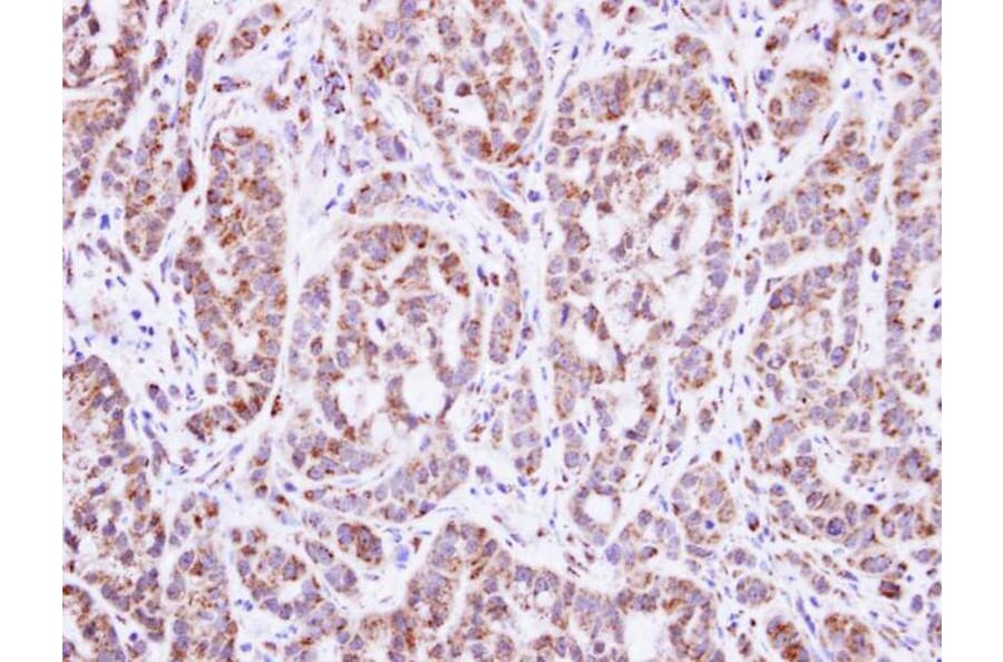 Immunohistochemistry - DGAT2 antibody from Signalway Antibody (22070) - Antibodies.com