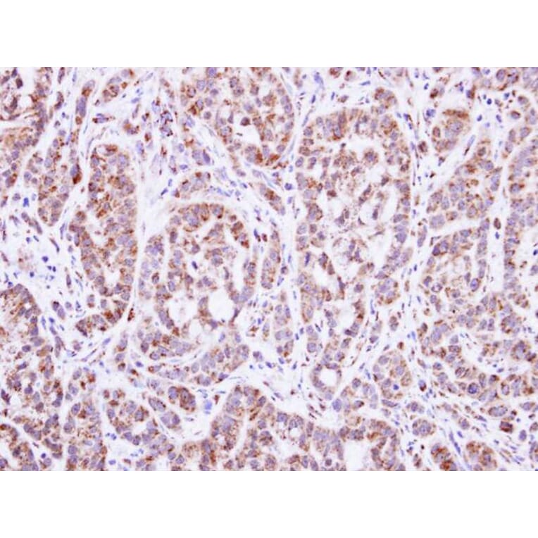 Immunohistochemistry - DGAT2 antibody from Signalway Antibody (22070) - Antibodies.com