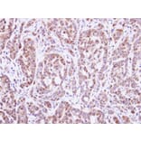 Immunohistochemistry - DGAT2 antibody from Signalway Antibody (22070) - Antibodies.com