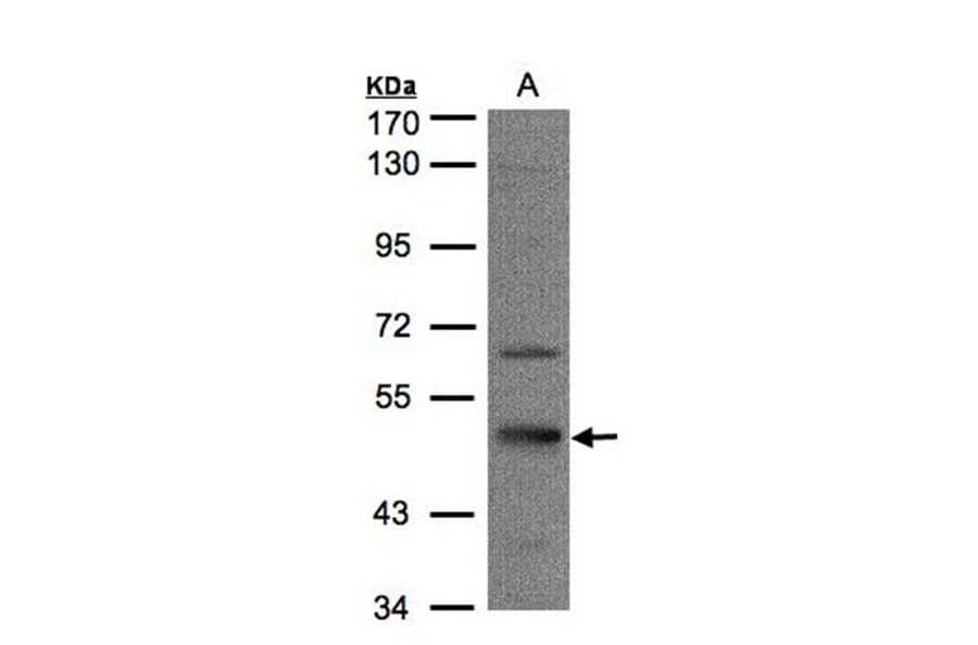7-Sep antibody from Signalway Antibody (22091) - Antibodies.com