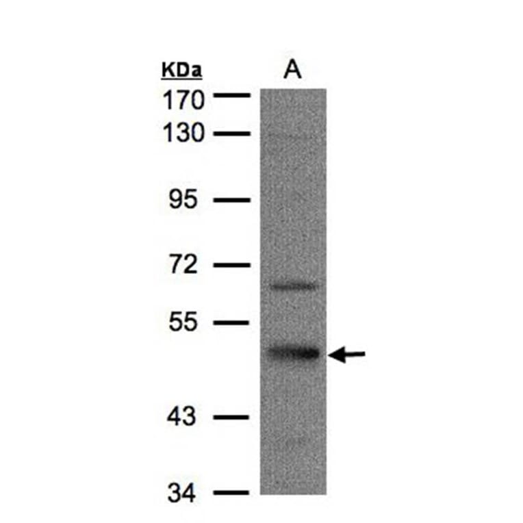7-Sep antibody from Signalway Antibody (22091) - Antibodies.com