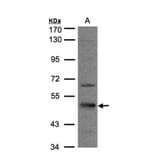 7-Sep antibody from Signalway Antibody (22091) - Antibodies.com