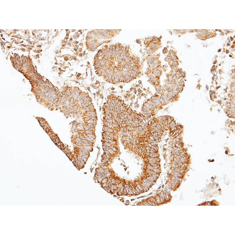 Immunohistochemistry - 7-Sep antibody from Signalway Antibody (22091) - Antibodies.com