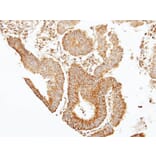 Immunohistochemistry - 7-Sep antibody from Signalway Antibody (22091) - Antibodies.com