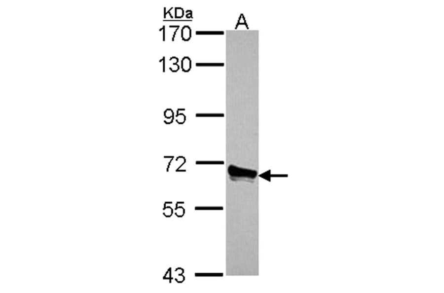 ACOX3 antibody from Signalway Antibody (22136) - Antibodies.com