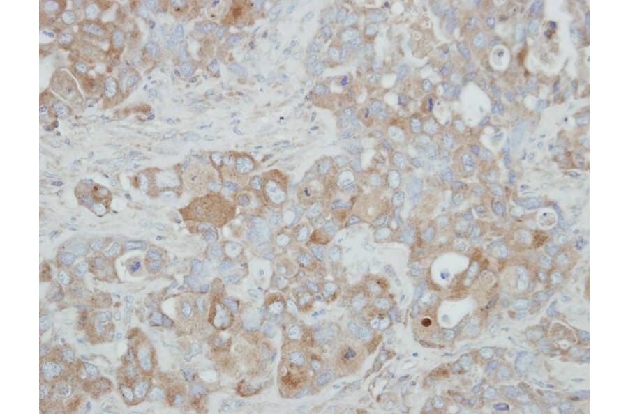 Immunohistochemistry - ACOX3 antibody from Signalway Antibody (22136) - Antibodies.com