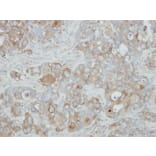 Immunohistochemistry - ACOX3 antibody from Signalway Antibody (22136) - Antibodies.com