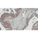 Immunohistochemistry - NT5C2 antibody from Signalway Antibody (22148) - Antibodies.com