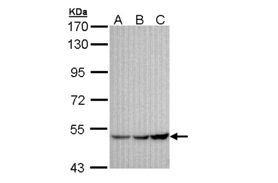 GIRK1 antibody from Signalway Antibody (22167) - Antibodies.com