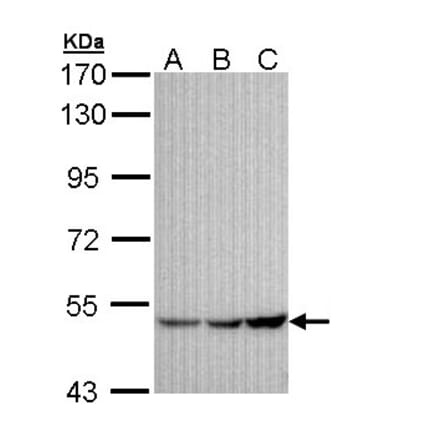 GIRK1 antibody from Signalway Antibody (22167) - Antibodies.com