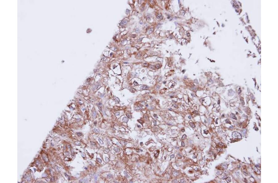 Immunohistochemistry - GIRK1 antibody from Signalway Antibody (22167) - Antibodies.com