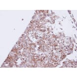 Immunohistochemistry - GIRK1 antibody from Signalway Antibody (22167) - Antibodies.com