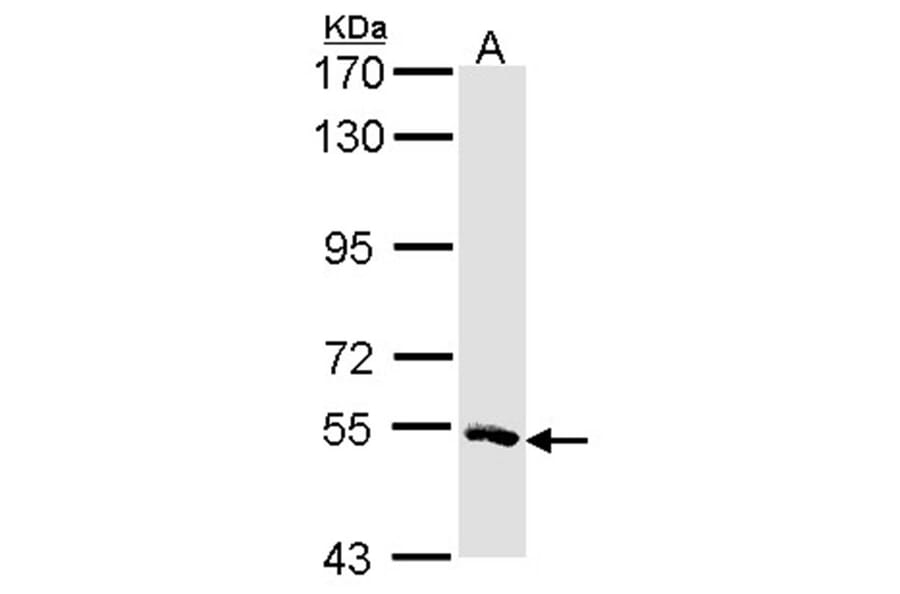 MSTO1 antibody from Signalway Antibody (22173) - Antibodies.com