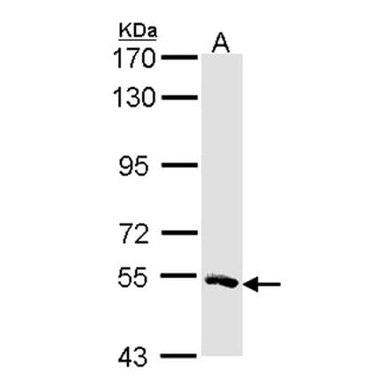 MSTO1 antibody from Signalway Antibody (22173) - Antibodies.com