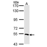 MSTO1 antibody from Signalway Antibody (22173) - Antibodies.com