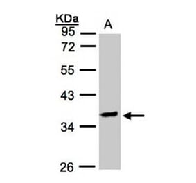 OSGEP antibody from Signalway Antibody (22180) - Antibodies.com