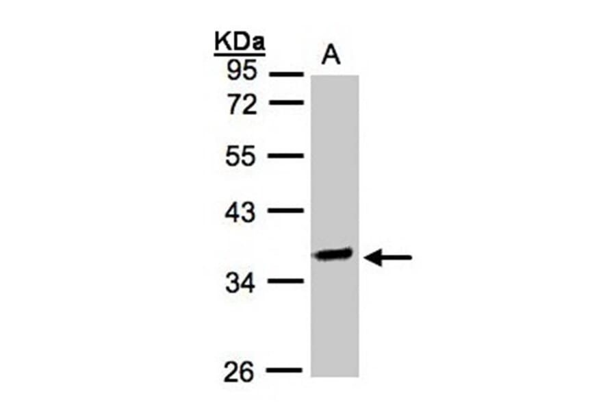 OSGEP antibody from Signalway Antibody (22180) - Antibodies.com