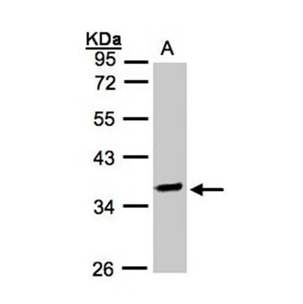 OSGEP antibody from Signalway Antibody (22180) - Antibodies.com