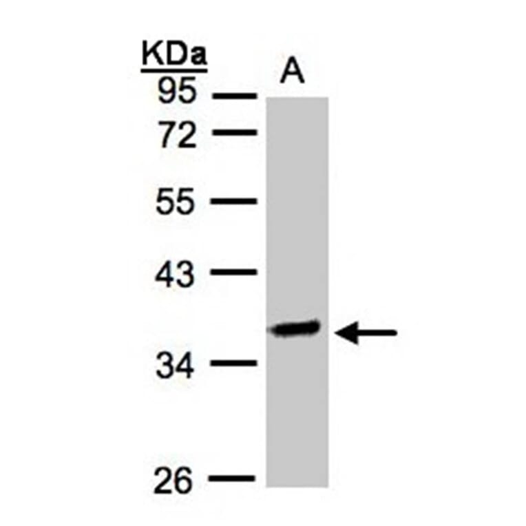OSGEP antibody from Signalway Antibody (22180) - Antibodies.com