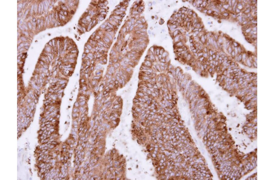 Immunohistochemistry - OSGEP antibody from Signalway Antibody (22180) - Antibodies.com