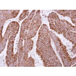 Immunohistochemistry - OSGEP antibody from Signalway Antibody (22180) - Antibodies.com