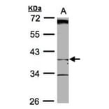 BHMT2 antibody from Signalway Antibody (22183) - Antibodies.com