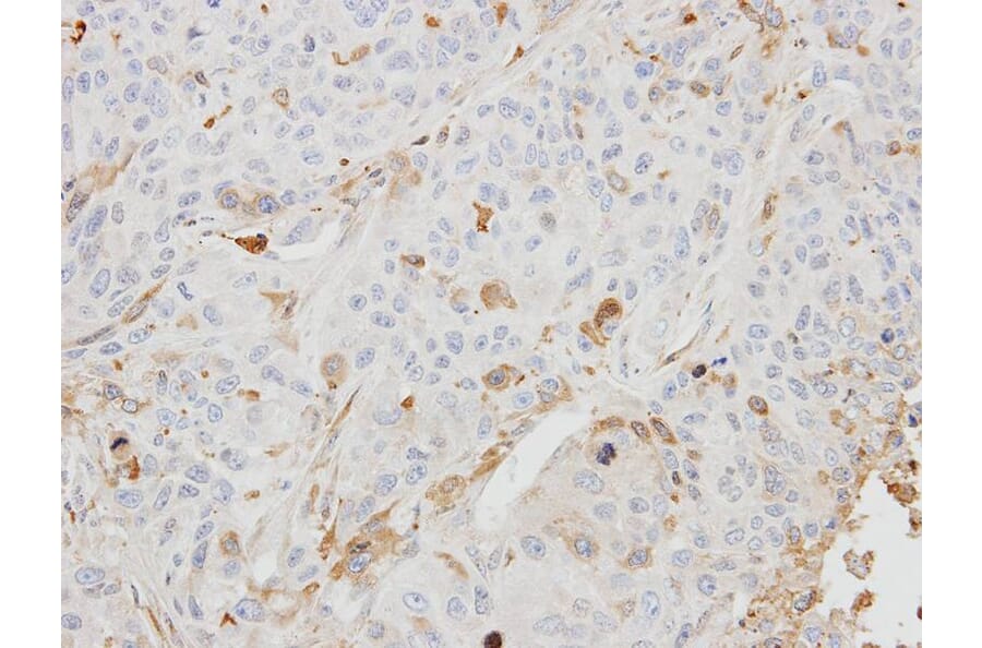 Immunohistochemistry - BHMT2 antibody from Signalway Antibody (22183) - Antibodies.com