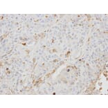 Immunohistochemistry - BHMT2 antibody from Signalway Antibody (22183) - Antibodies.com