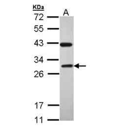 RAB3C antibody from Signalway Antibody (22215) - Antibodies.com