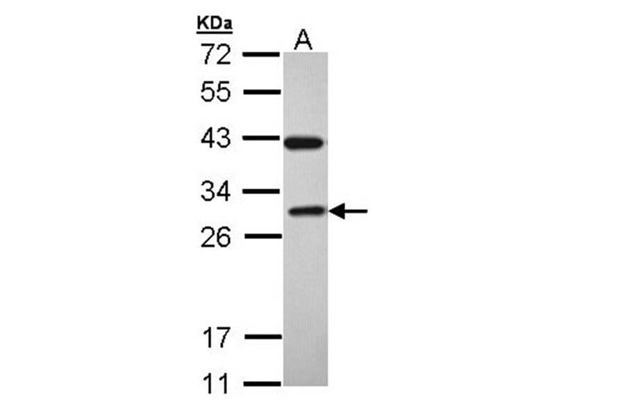 RAB3C antibody from Signalway Antibody (22215) - Antibodies.com