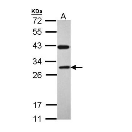 RAB3C antibody from Signalway Antibody (22215) - Antibodies.com