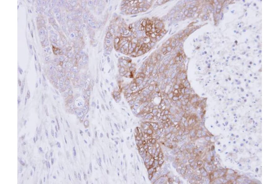 Immunohistochemistry - RAB3C antibody from Signalway Antibody (22215) - Antibodies.com