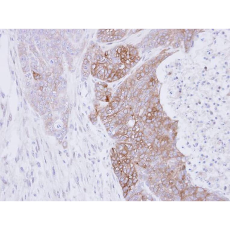 Immunohistochemistry - RAB3C antibody from Signalway Antibody (22215) - Antibodies.com
