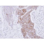 Immunohistochemistry - RAB3C antibody from Signalway Antibody (22215) - Antibodies.com
