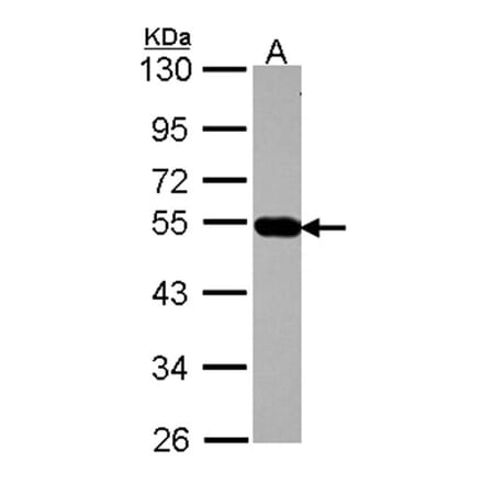 AP4M1 antibody from Signalway Antibody (22335) - Antibodies.com