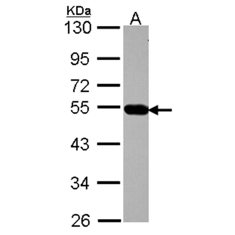 AP4M1 antibody from Signalway Antibody (22335) - Antibodies.com