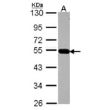 AP4M1 antibody from Signalway Antibody (22335) - Antibodies.com
