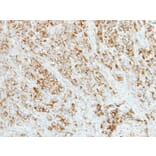 Immunohistochemistry - AP4M1 antibody from Signalway Antibody (22335) - Antibodies.com