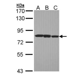 LOXL2 antibody from Signalway Antibody (22347) - Antibodies.com