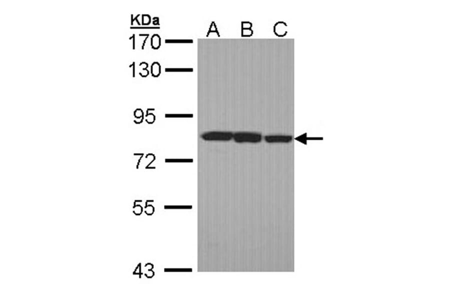 LOXL2 antibody from Signalway Antibody (22347) - Antibodies.com