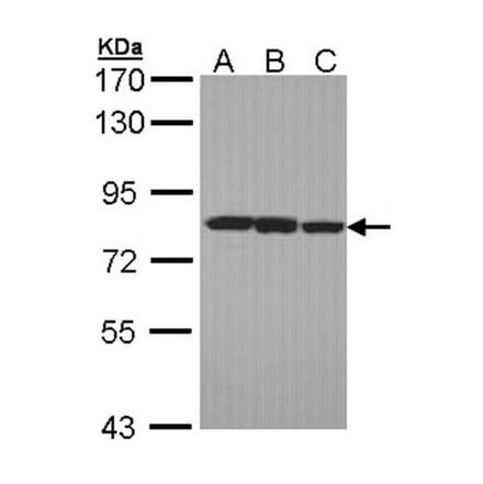 LOXL2 antibody from Signalway Antibody (22347) - Antibodies.com