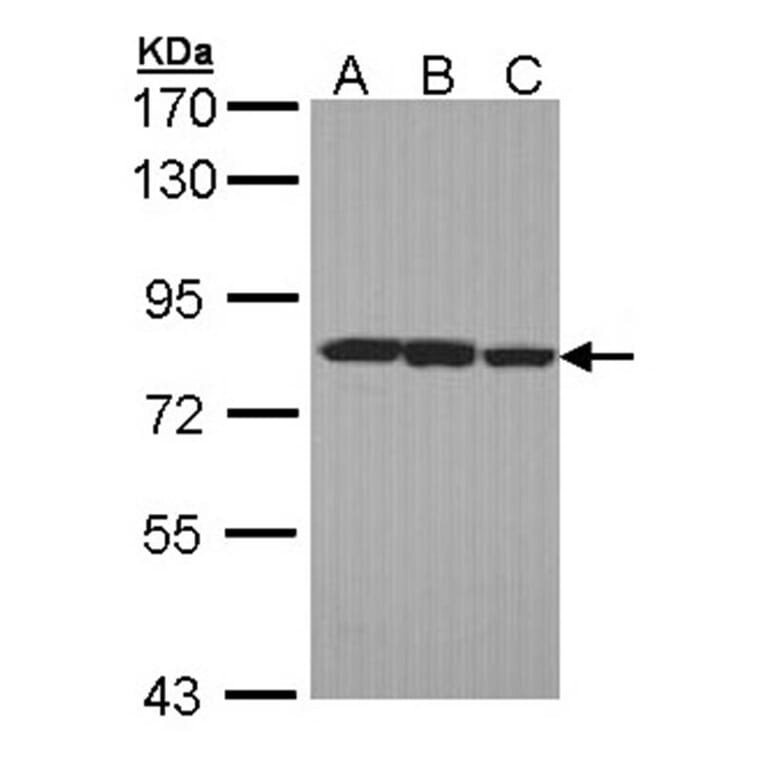 LOXL2 antibody from Signalway Antibody (22347) - Antibodies.com