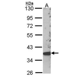 SCAP2 antibody from Signalway Antibody (22390) - Antibodies.com