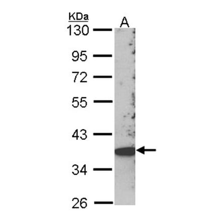 SCAP2 antibody from Signalway Antibody (22390) - Antibodies.com