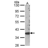 SCAP2 antibody from Signalway Antibody (22390) - Antibodies.com