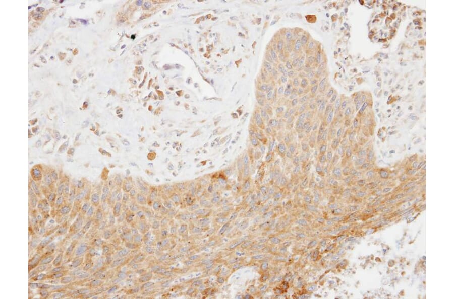 Immunohistochemistry - SCAP2 antibody from Signalway Antibody (22390) - Antibodies.com